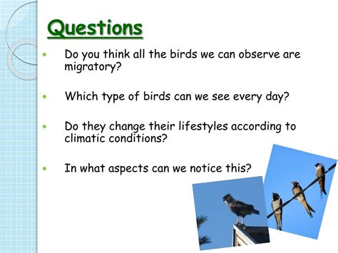 Ppt Bird Migration Powerpoint Presentation Free Download Id216950