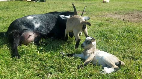 Newborn Babies Goats And Their Mom Youtube