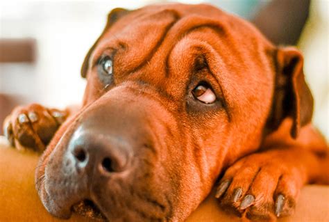 Nearly 75 Percent Of Dogs Are Depressed Heres How To Help Them