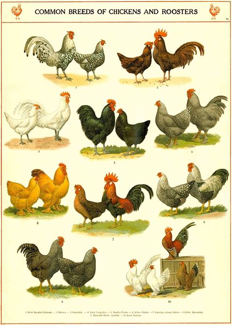 Tabla De Razas De Pollo Vintage Chicken Art Print Kitchen Etsy España