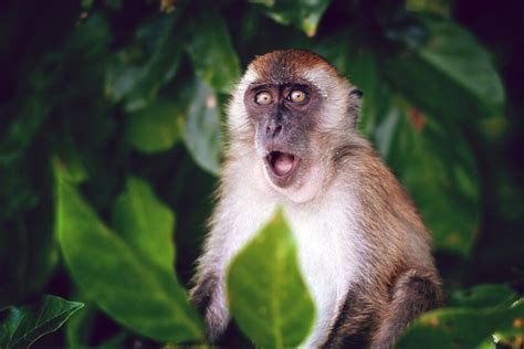 25 Remarkable Types Of Monkeys Names Photos And More Outforia