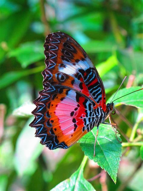 Pictures Of Colorful butterflies - BubaKids.com