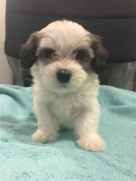 Up to 11 inches (28 cm). Shih-Poo Puppies For Sale | Ann Arbor, MI #182880