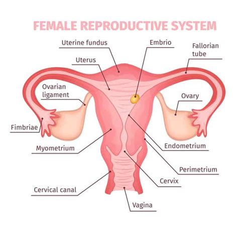 Detail Gambar Struktur Reproduksi Wanita Koleksi Nomer