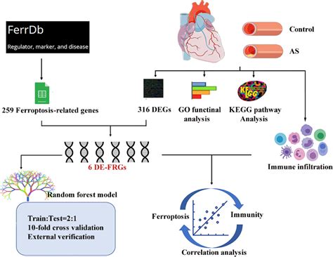 Flow Chart For The Whole Study Abbreviations AS Atherosclerosis