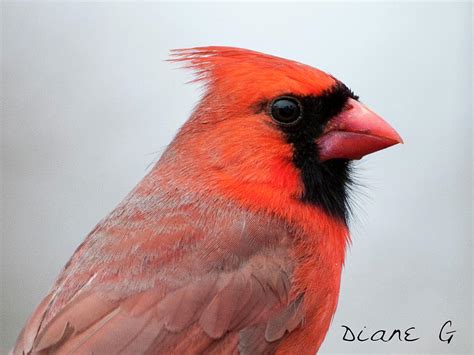 Male Cardinal Photograph By Diane Giurco Fine Art America