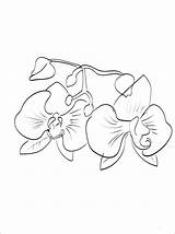 Orchid Coloring Pages Printable Color Kids Getcolorings Popular sketch template