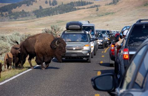yellowstone bison crowded by tourists throws girl in video the new york times