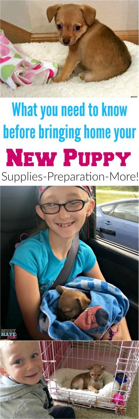 Ultimate Guide To Bringing Home Your New Puppy Must Have Mom