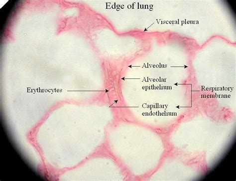 Histology Of Alveoli