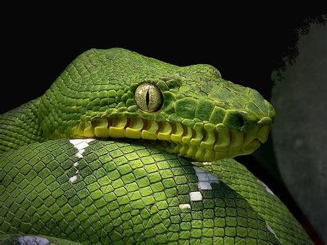 Snake Reptiles Green Animals Hd Wallpaper Peakpx