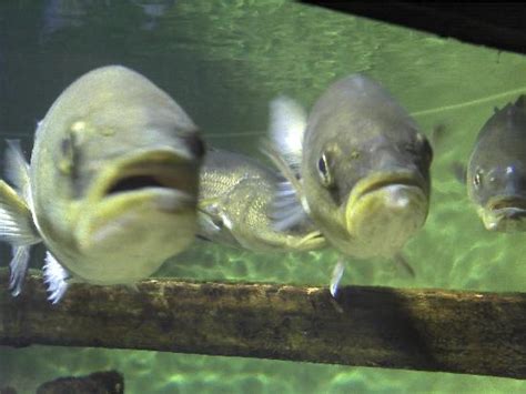 Fish Picture Of South Carolina Aquarium Charleston