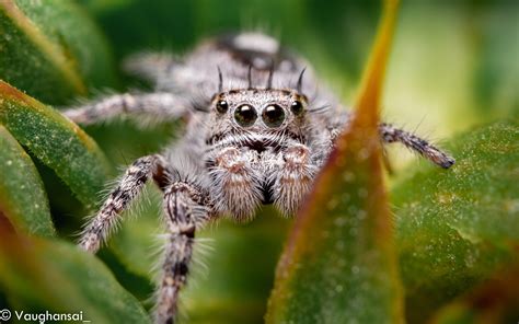 An Adorable Jumping Spider Phidippus Putnami Rnikon