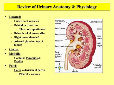 Anatomy And Physiology Of Urinary System
