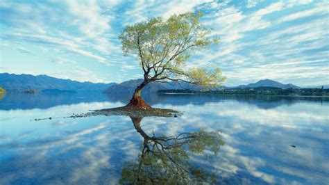 A Tree That Is Sitting In The Middle Of Some Water With Mountains In