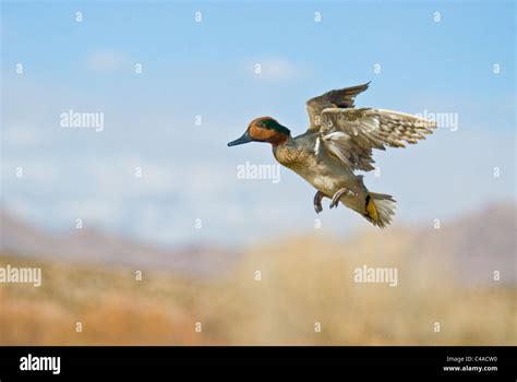 Winged Teal Duck Flying Hi Res Stock Photography And Images Alamy