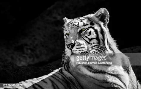 White Tiger Portrait High Res Stock Photo Getty Images