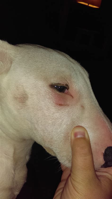 Help With Chicos Hair Loss — Strictly Bull Terriers