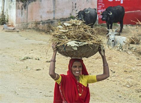 Bataille De Bouse De Vache Inde - La vache sacrée en Inde, une croyance aux multiples visages