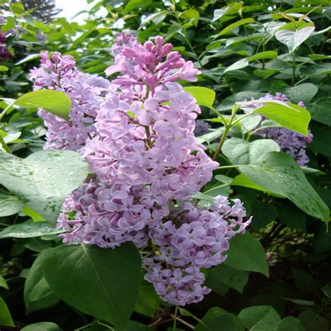Onlineplantcenter 3 Gal Common Purple Lilac Shrub S4173g3 The Home Depot