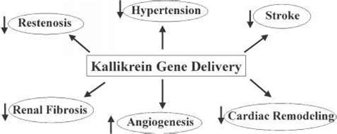 Multiple Roles Of Kallikreinkinin In Cardiovascular And Renal Disease