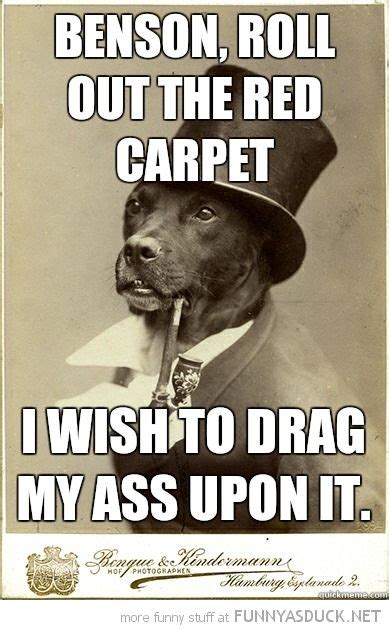 Funny money quotes will make you laugh as many individuals share their view on money and its in reality many of the rich like warren buffet and another billionaire bill gates give away a lot of their money is the opposite of the weather. The Red Carpet | Old money dog, Funny animal memes, Funny