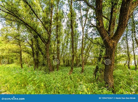 Floodplain Forests Of Willows Salix Alba With Undergrowth Of Spring