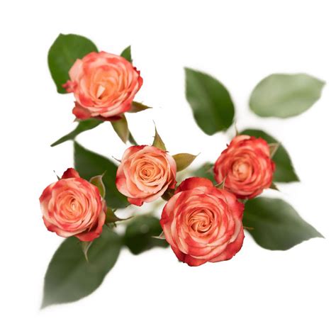 Brilliant Stars® Antique Pink Spray Rose Esmeralda Farms Wholesale