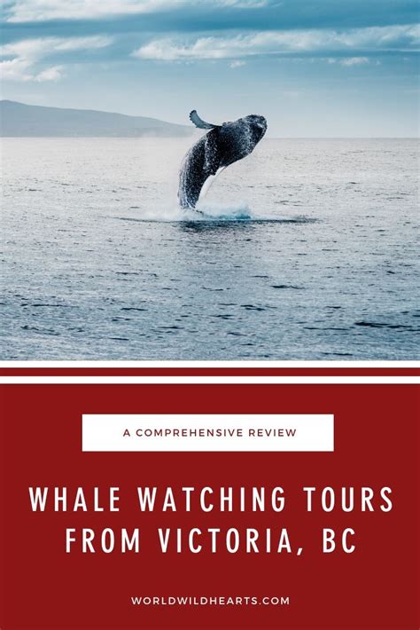 Whale Watching Tours Victoria Bc Reviewed By Locals Whale Watching