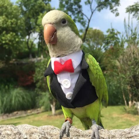 10 Amazing Halloween Costumes For Your Birds Birds Coo