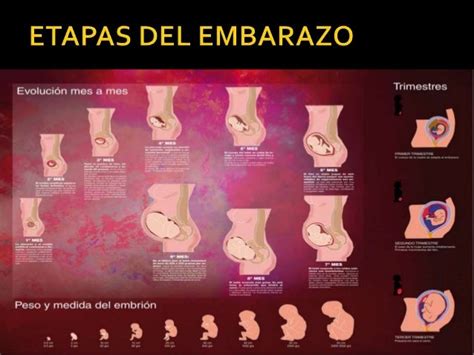 Etapas Del Embarazo