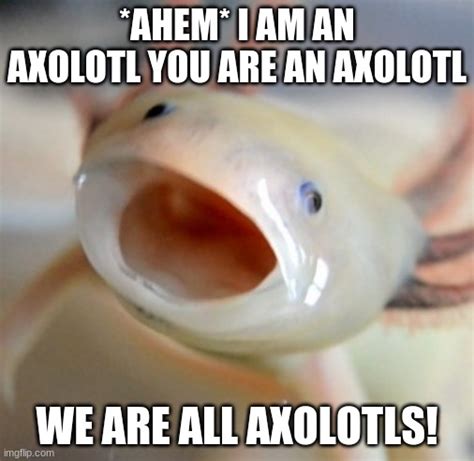 Image Tagged In Axolotl Imgflip