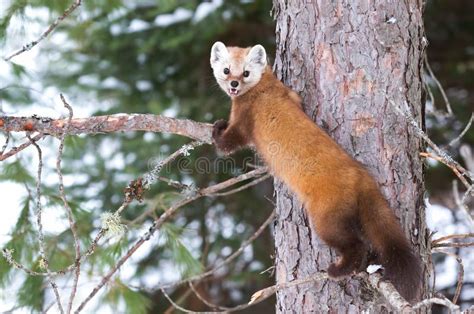Pine Marten Martes Americana On A Tree Branch In Algonquin Park In