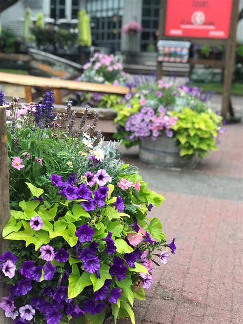 It also saves them from diseases like crown rot and fruit rot. beautiful-container-garden-ideas | From the Garden Shed