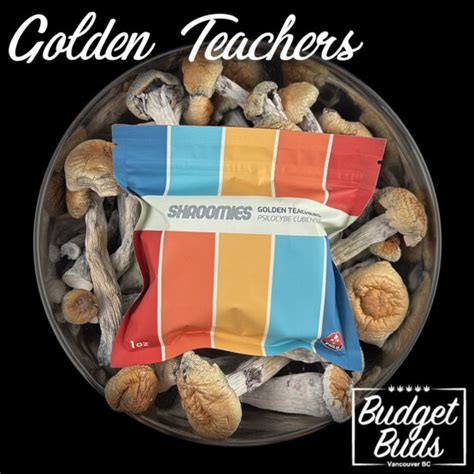 Golden Teachers Magic Mushrooms 1oz Shroomies Budget Buds