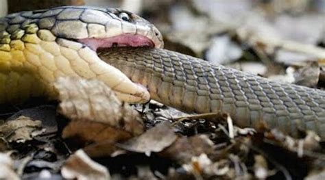 Black Mamba Vs King Cobra Fight Who Is More Venomous