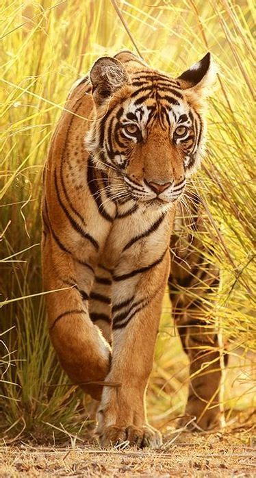 Success Story Indias Endangered Tiger Population Is Up 58 Since 2006
