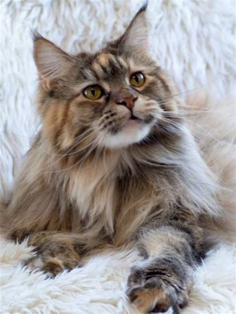 The Mighty Maine Coon One Of The Largest Domesticated Cat Breeds
