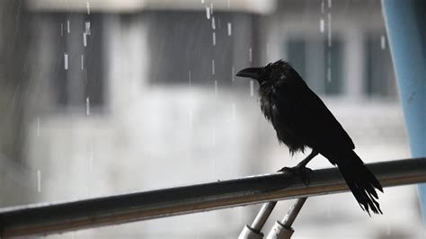Bird Flu In Rajasthan 140 More Crows Found Dead