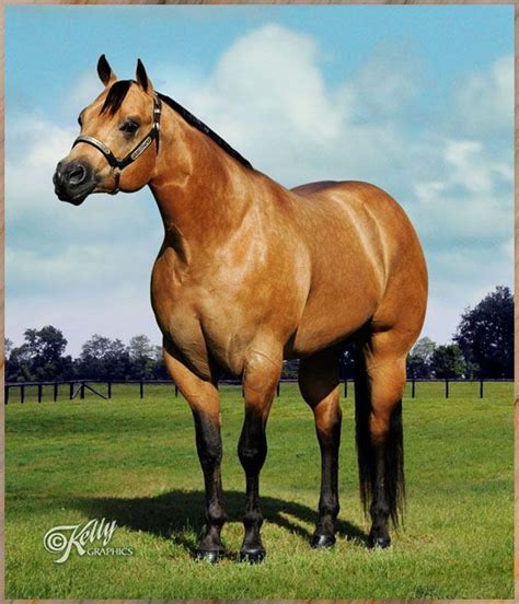 Quarter horses american quarter horse dun horse buckskin horses palomino all the pretty horses beautiful horses golden horse barrel racing horses. Gorgeous Buckskin QH! | Quarter horse, Reining horses ...