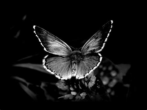 Awesome Black And White Butterfly Wallpaper HD | Black and white