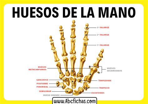 Anatomía Y Huesos De La Mano