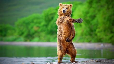 Funny Bears 😂 😂 Cute Bears Doing Things Funny Part 1 Funny Pets