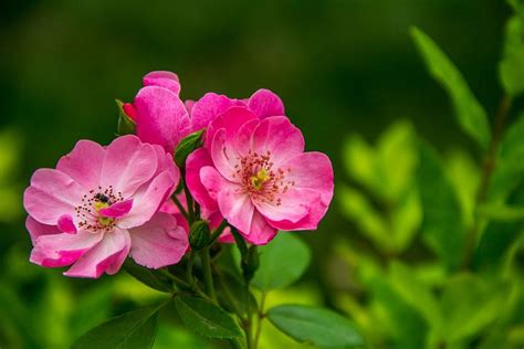 Pink Rose Images · Pixabay · Download Free Pictures