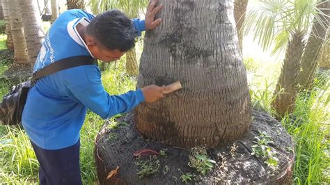 How to trim palm tree trunk is what every gardener who has palm trees should know. REMOVED FUNGUS FOR PALM TREE - YouTube