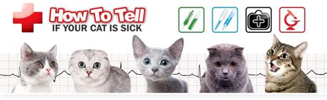 It can be difficult to detect when your pet is sick, as many initial distinguishing between typical cat behavior and signs of sickness comes down to sudden changes. How To Tell If Your Cat Is Sick
