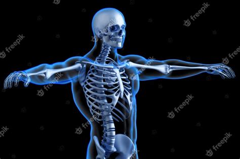 Human Skeleton Torso Anatomical 3d Illustration Premium Photo