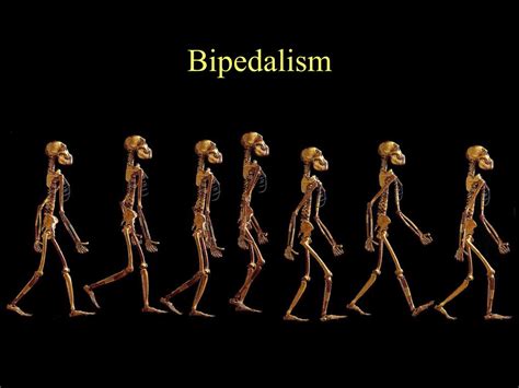 Ppt The Functional Anatomy And Evolution Of Bipedalism Powerpoint