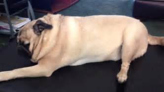 Cute Fat Lazy Pug Is Tired Youtube