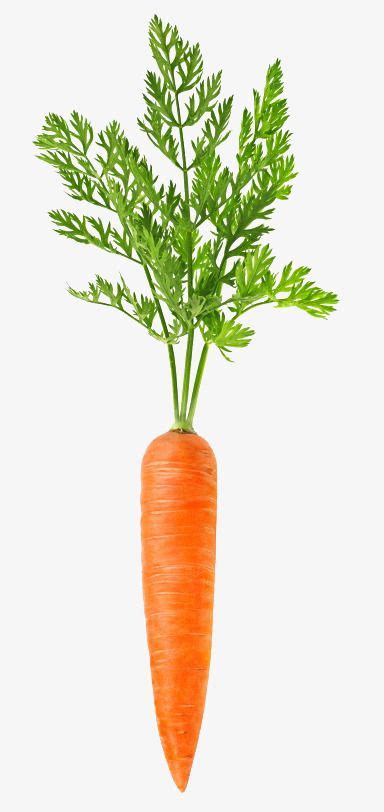 An Orange Carrot With Green Leaves On Its Stem Against A White Background